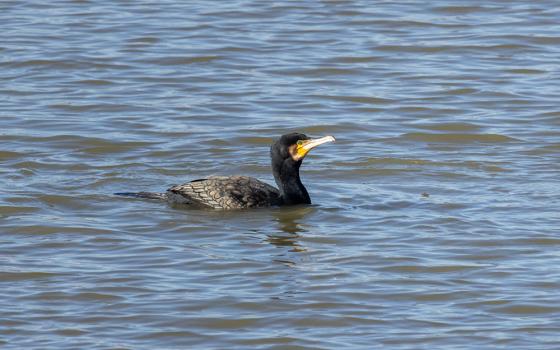 Un cormorano nuota tranquillamente in acqua, mostrando il suo piumaggio scuro.