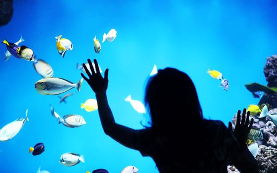 Sagoma di persona osserva pesci colorati in un acquario luminoso.