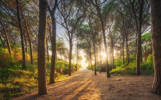 Sentiero boschivo al tramonto, con alberi alti e luce solare filtrante.