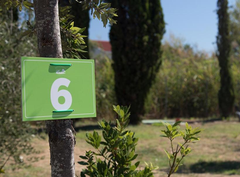 Cartello verde con numero 6 attaccato a un albero in un giardino.