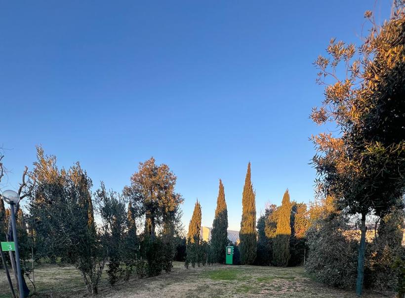 Giardino con cipressi e cielo sereno, area verde e pietre sul terreno.